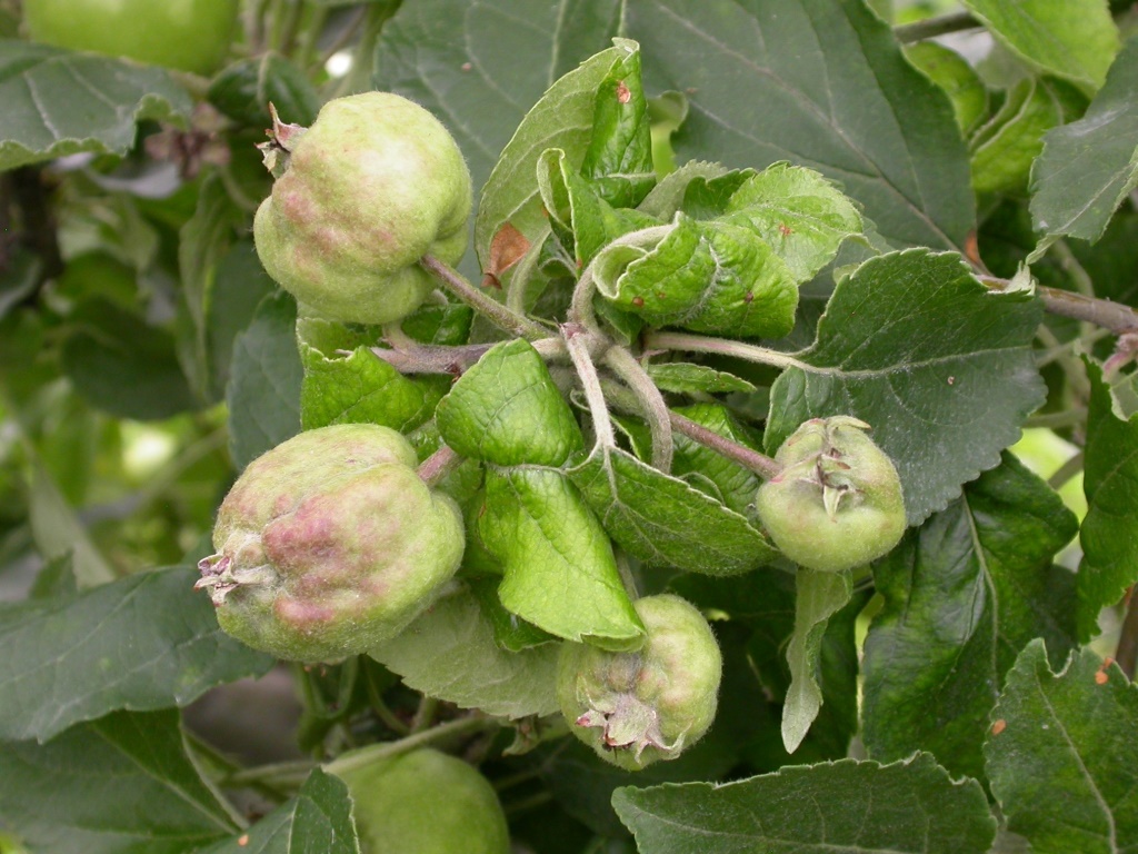 Mehlige Ablattlaus_Lausäpfel.JPG